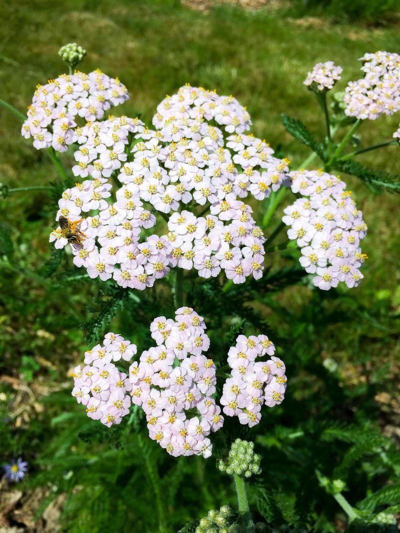 Common Yarrow Fits Low-Water Lawns