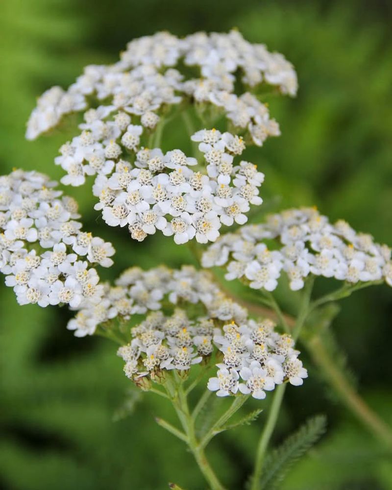 Common Yarrow Handles Low-Water Borders Common Yarrow Handles Low-Water Borders