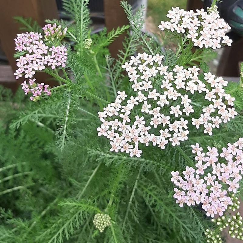 Common Yarrow Keeps Pollinator Beds Open And Airy Common Yarrow Keeps Pollinator Beds Open And Airy