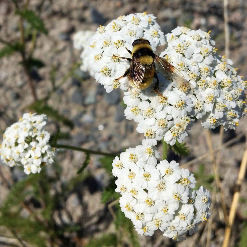 Common Yarrow Softens Gravel Borders Common Yarrow Softens Gravel Borders