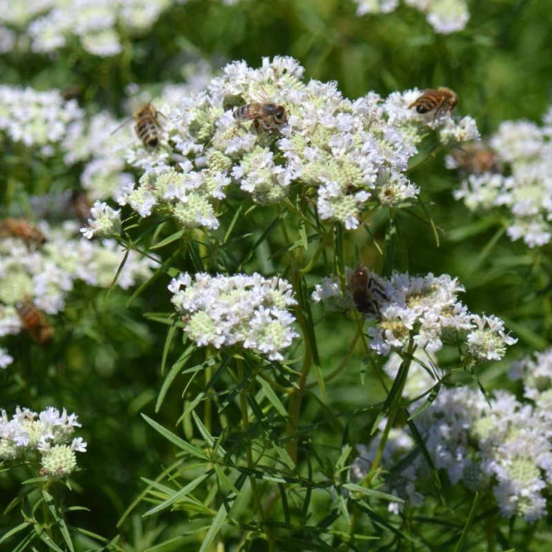 Compact Growth Keeps Borders Manageable