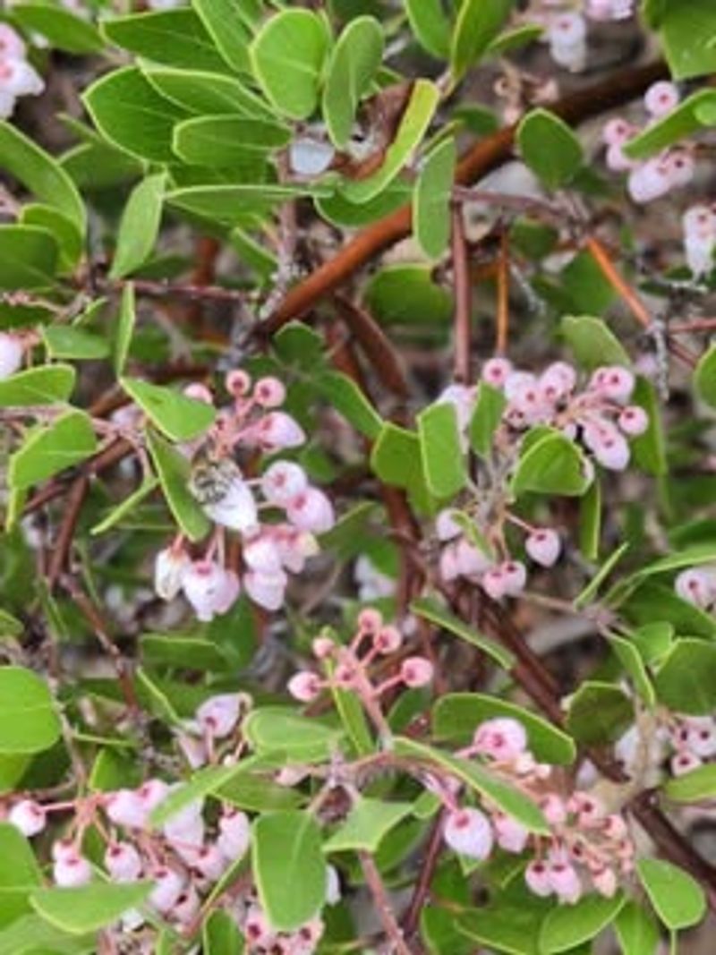 Compact Manzanita Compact Manzanita