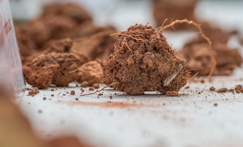 Compacted Sand Makes Roots Struggle Before Drought Hits