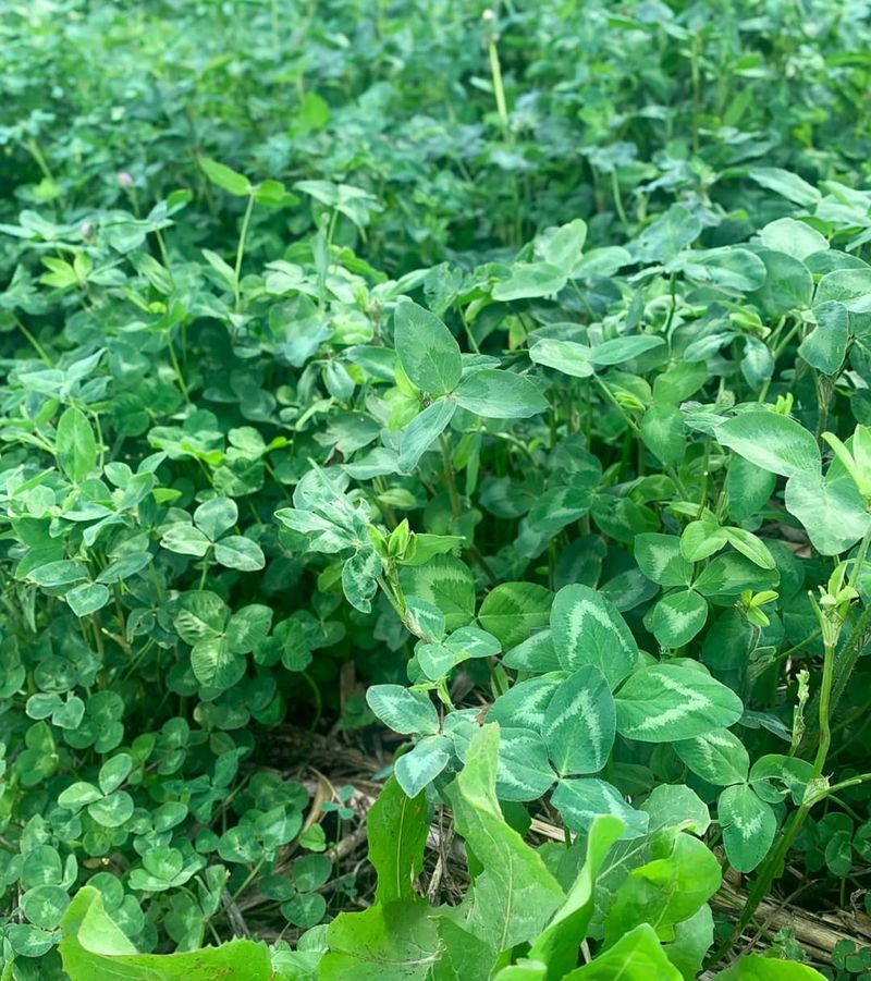 Compacted Soil Gets A Natural Boost From Clover Roots Compacted Soil Gets A Natural Boost From Clover Roots