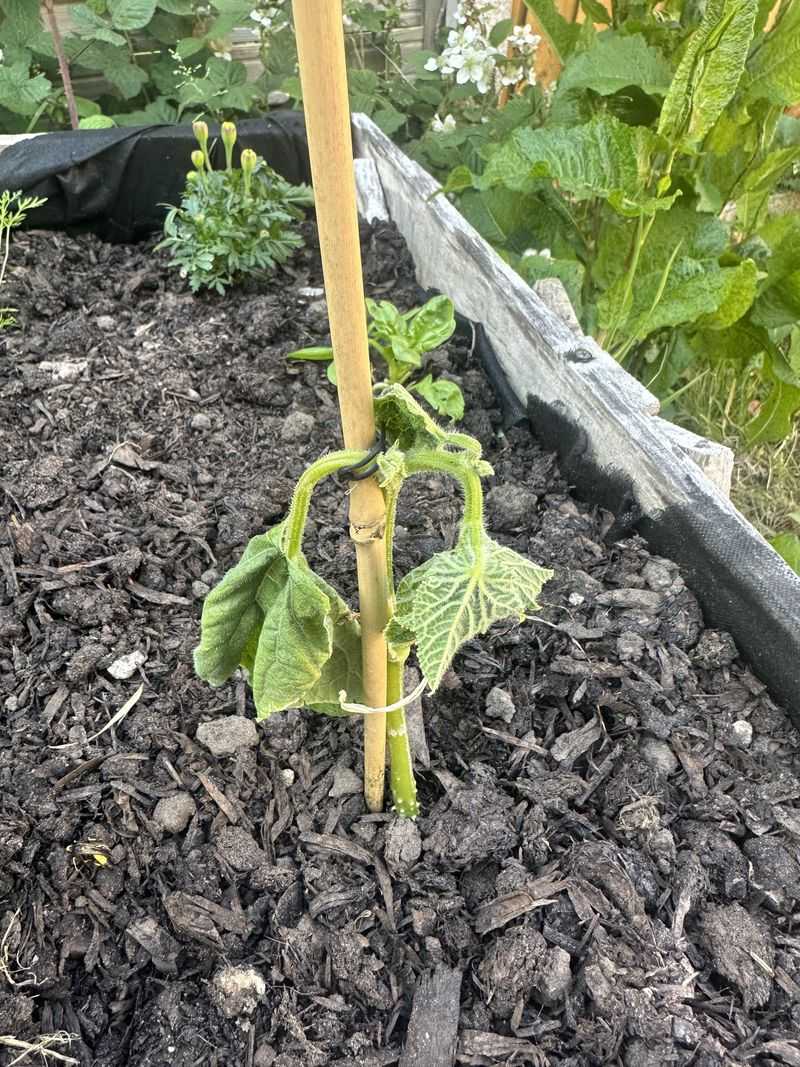 Compacted Soil That Stops Roots Before They Start Compacted Soil That Stops Roots Before They Start