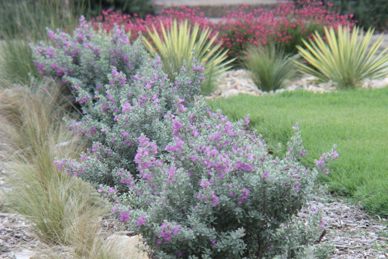 Companion Planting And Landscape Uses Companion Planting And Landscape Uses