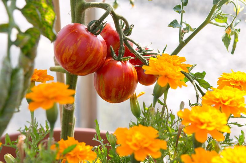 Companion Planting Benefits Companion Planting Benefits