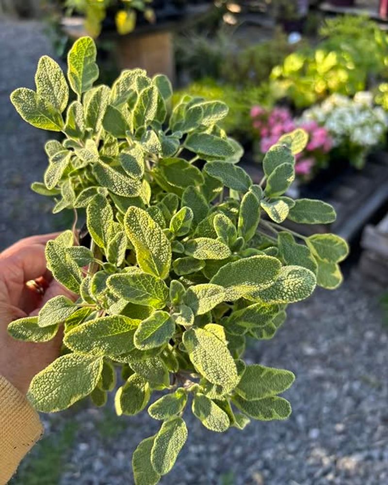 Companion Planting Perks That Actually Hold Up