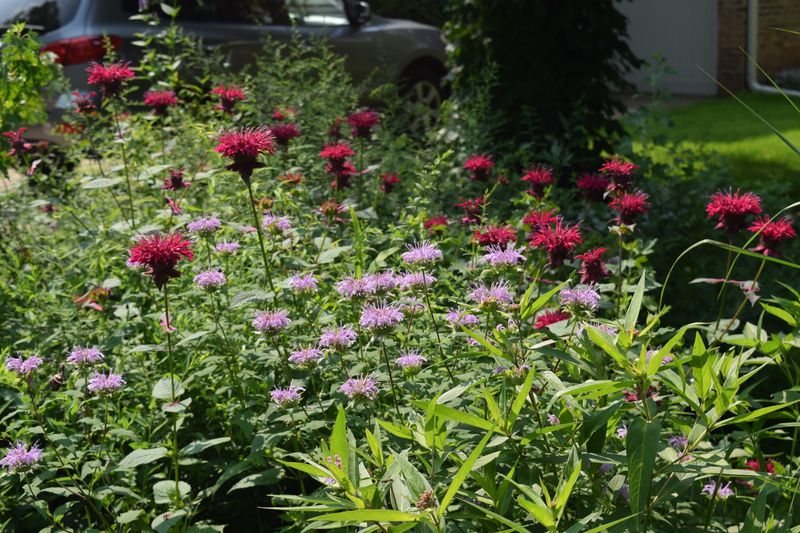 Companion Planting That Makes Your Whole Garden Work Harder