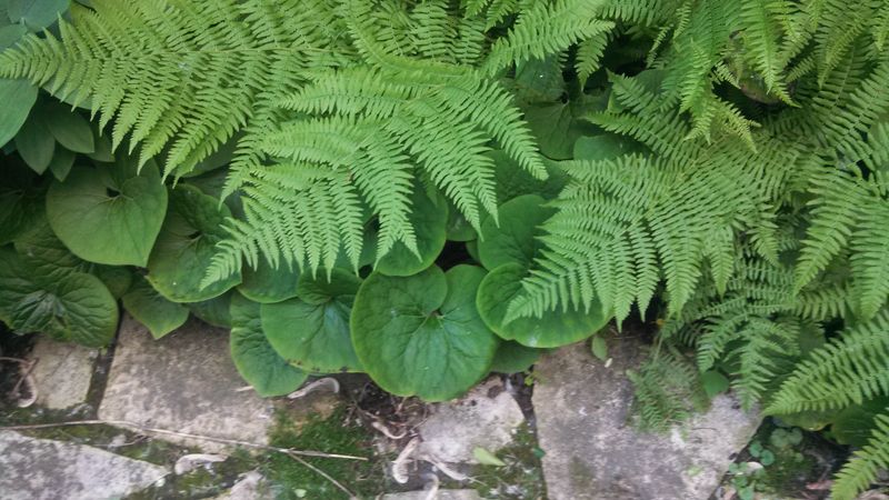 Companion Planting Tips Companion Planting Tips