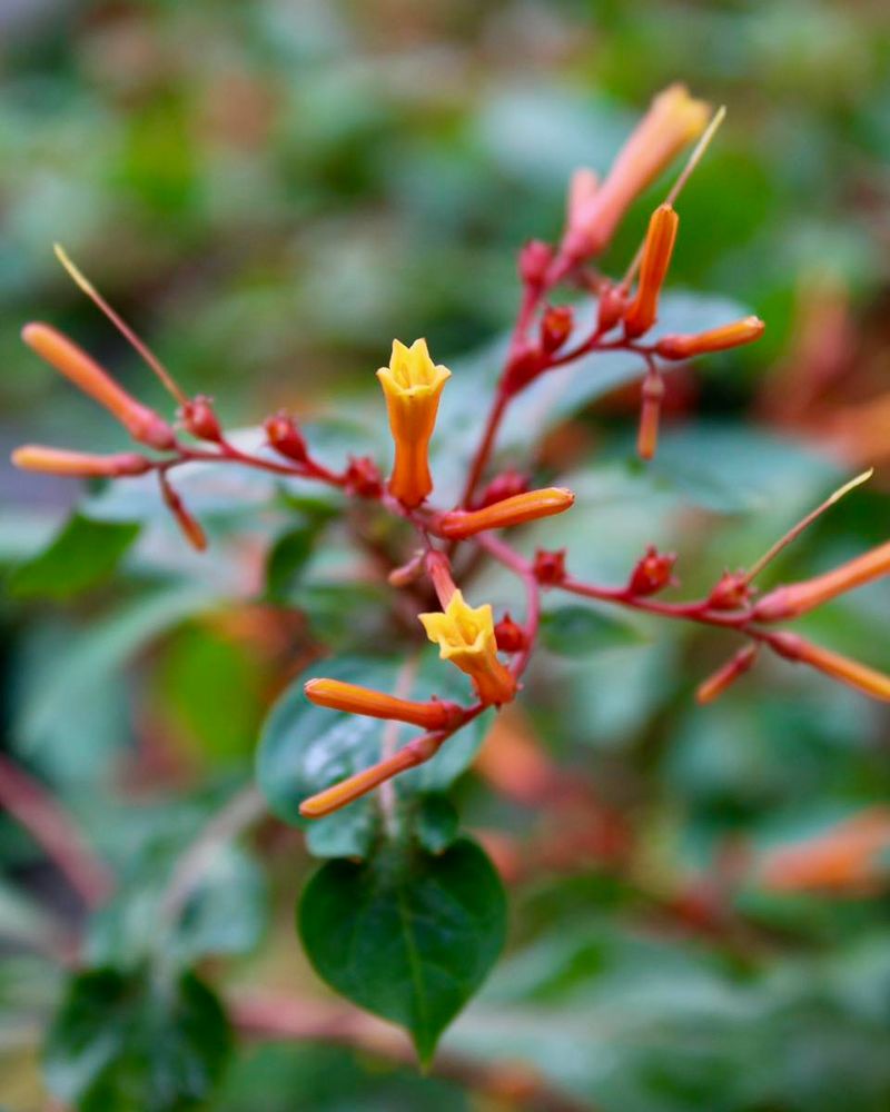 Compare The Flowers, Leaves, And Growth Habit Compare The Flowers, Leaves, And Growth Habit