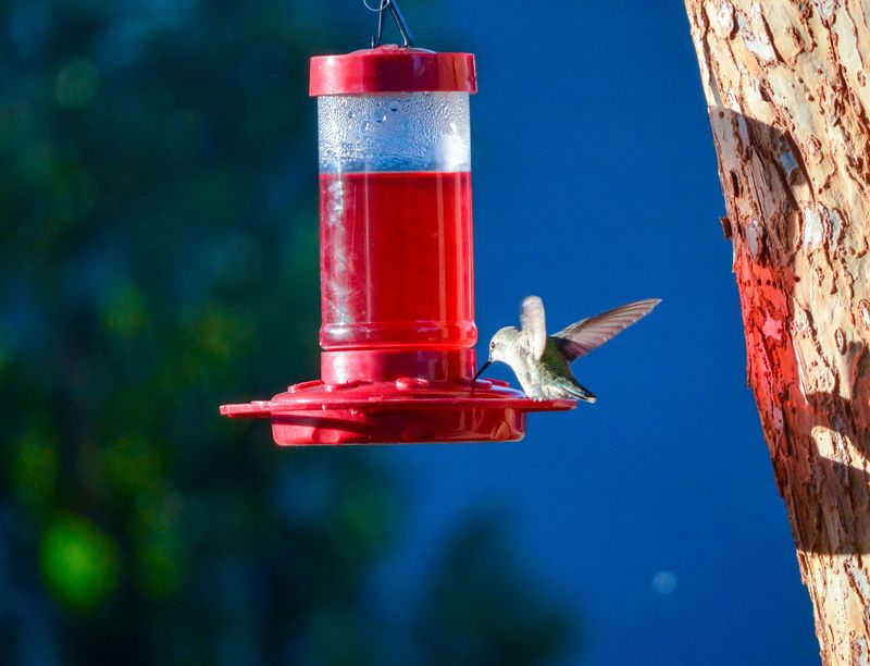 Competing Feeders In The Neighborhood Are More Attractive