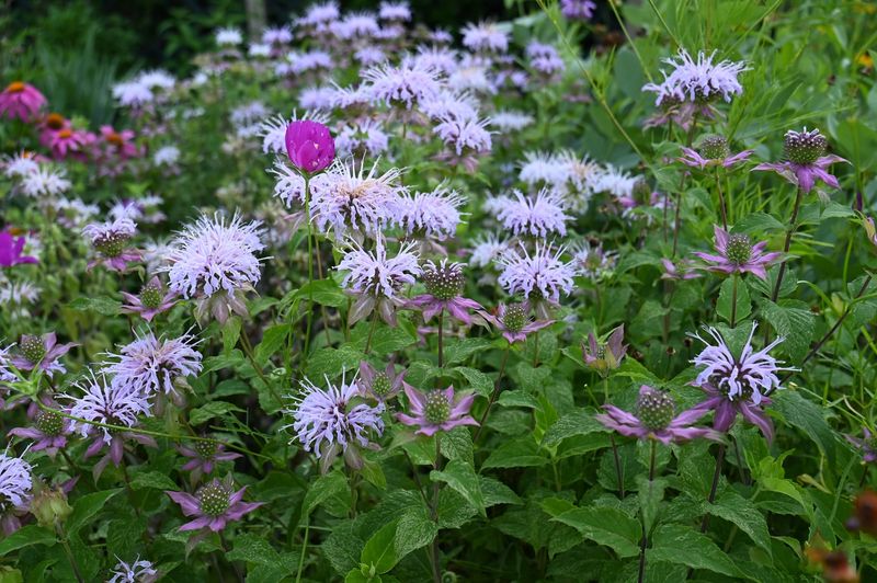 Complement Companion Planting
