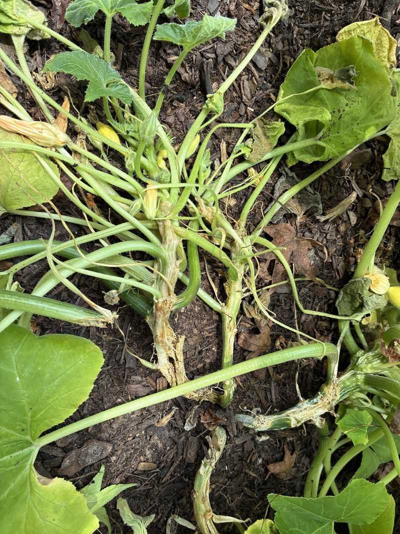 Complete Vine Collapse Within Days Complete Vine Collapse Within Days