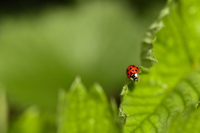 Completely Free Pest Control With No Chemicals Required