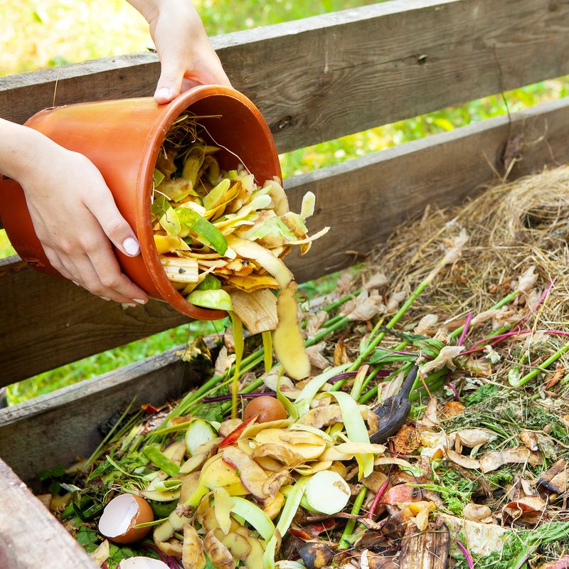 Compost Containing Food Scraps