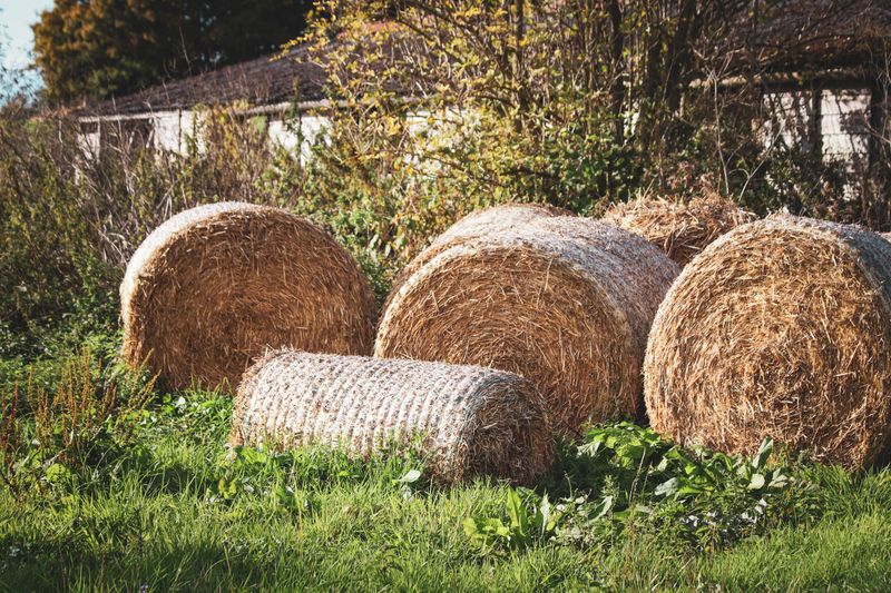 Compost Or Hay From Unknown Sources