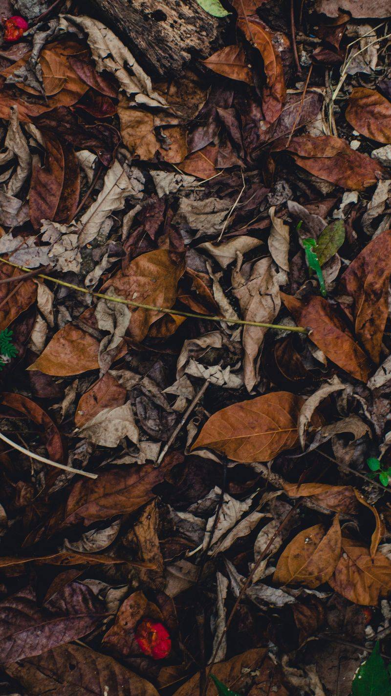 Composting Infected Leaves And Prunings Composting Infected Leaves And Prunings
