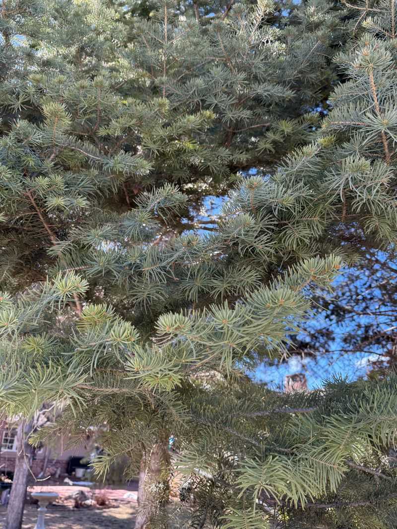 Concolor Fir Concolor Fir