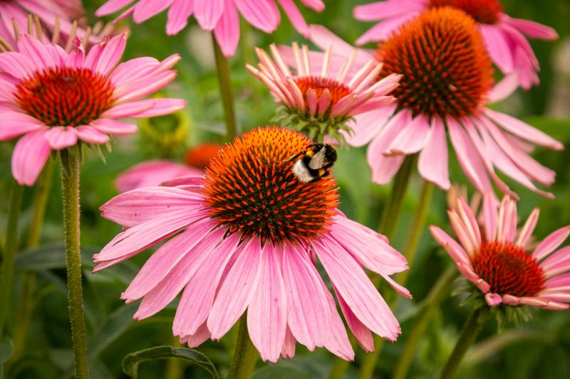 Coneflower Coneflower