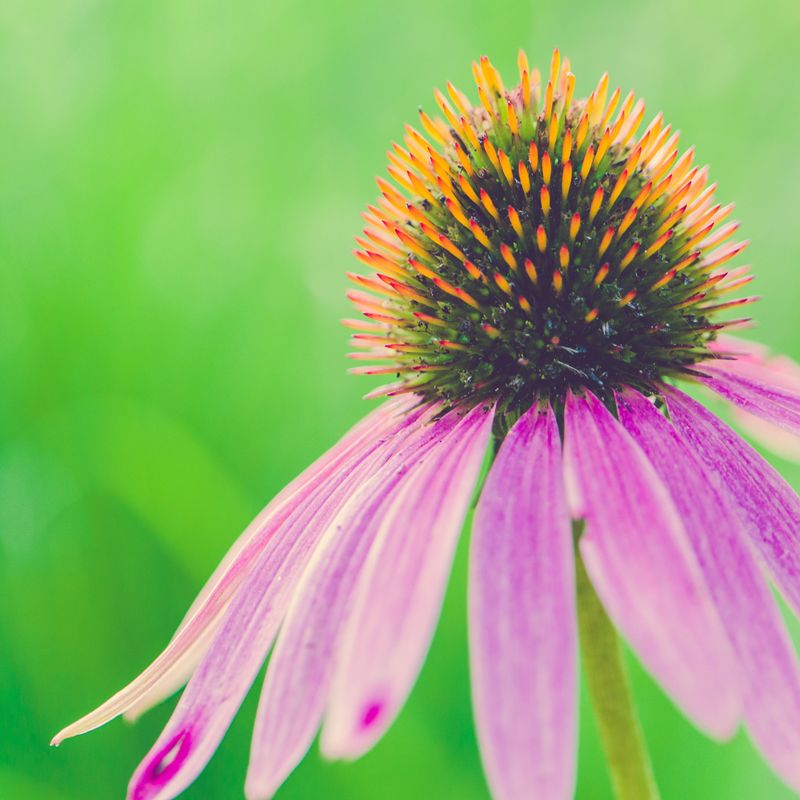 Coneflower Coneflower