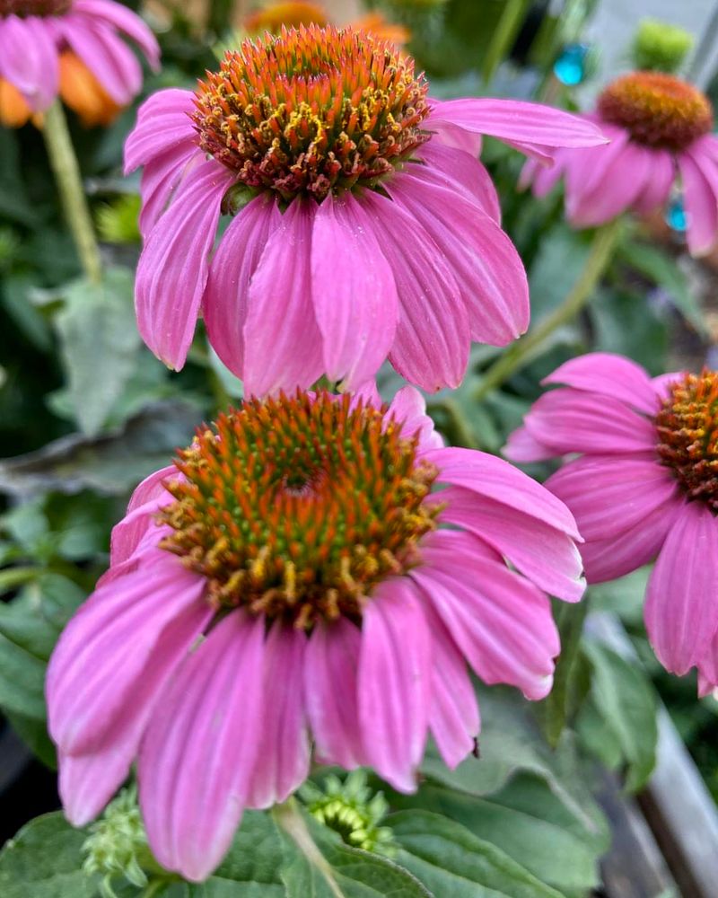 Coneflower Coneflower