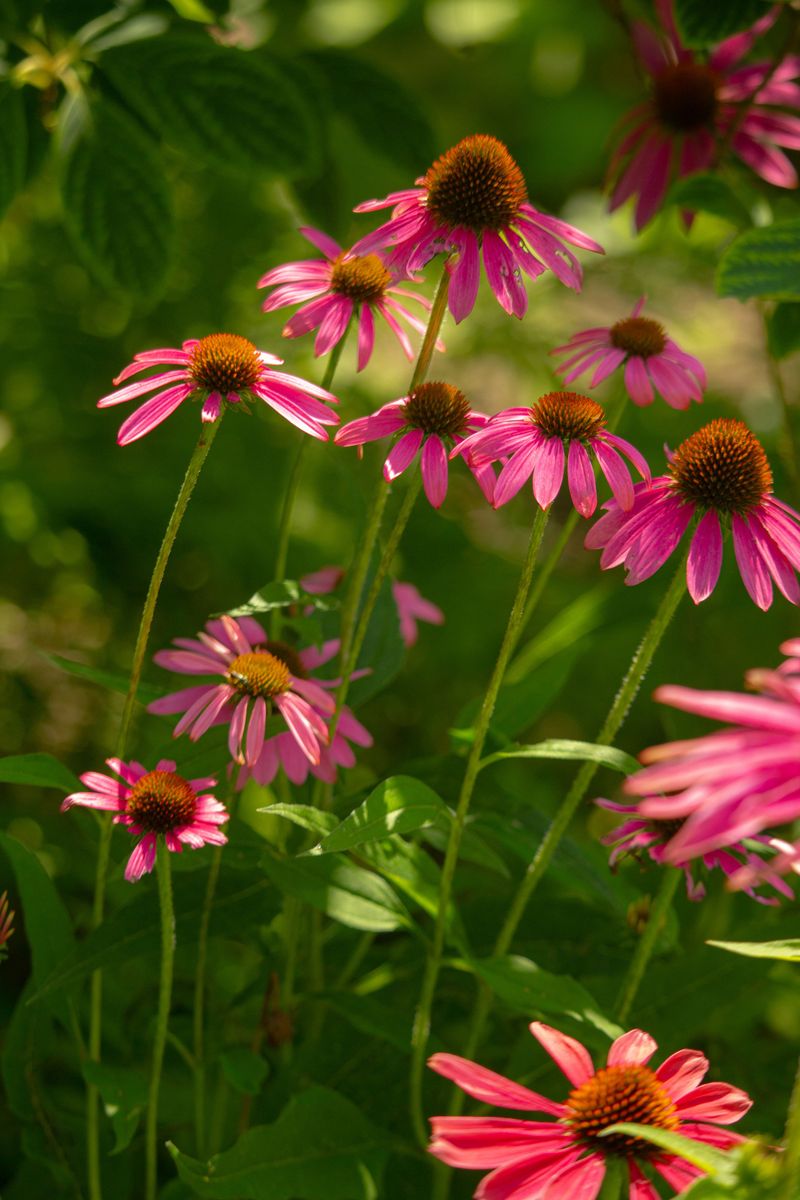 Coneflower