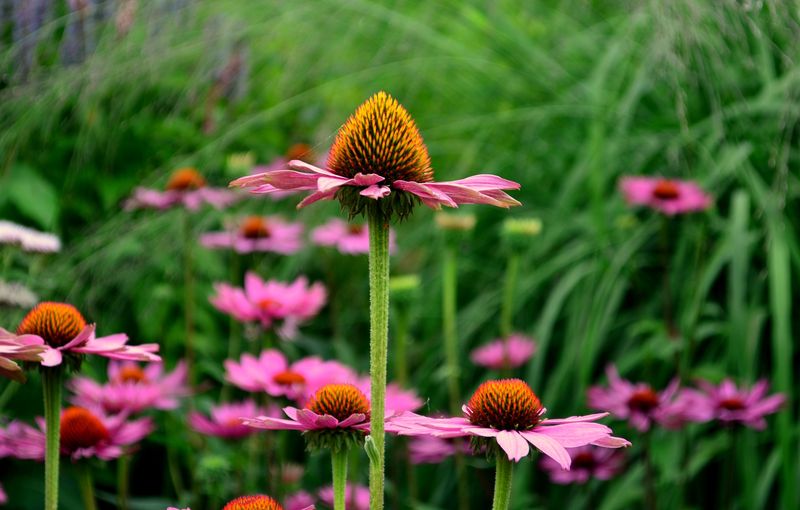 Coneflower (Echinacea Purpurea)