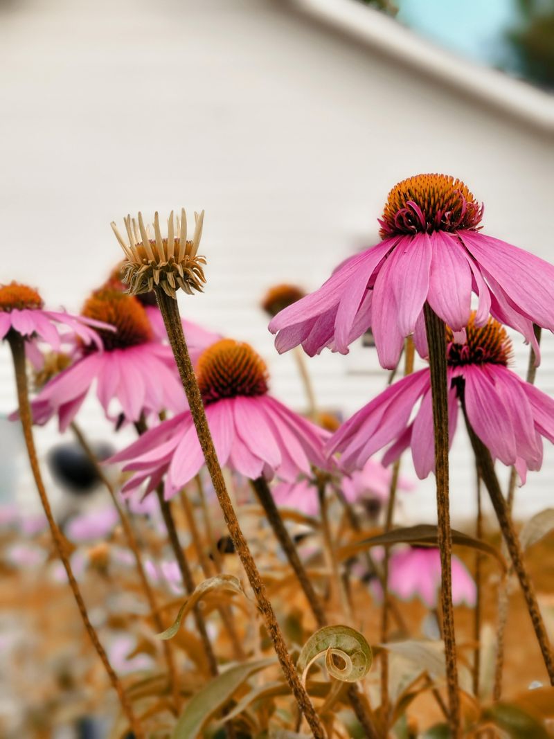 Coneflower Holds Its Own Against Rabbits
