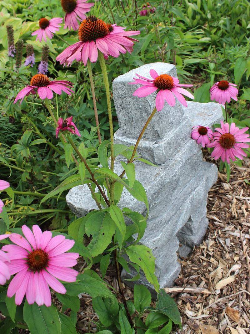 Coneflower Makes Pollinator Beds Look Intentional Coneflower Makes Pollinator Beds Look Intentional