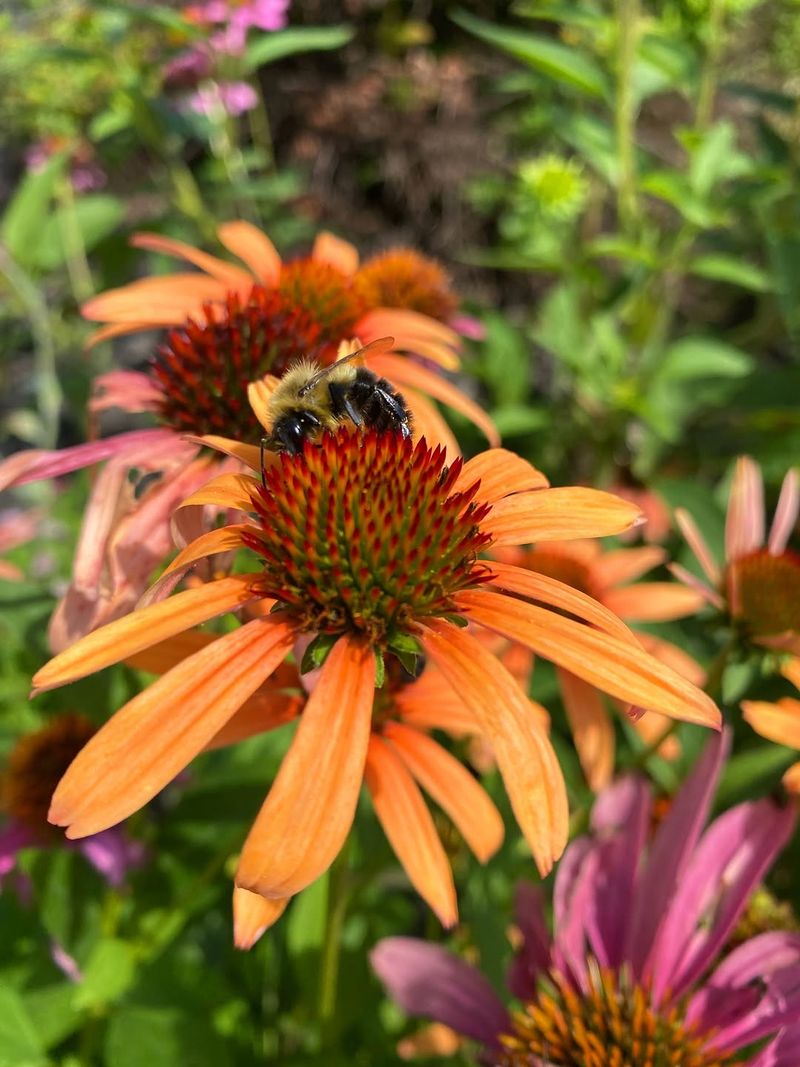 Coneflowers Feed Pollinators Through Summer