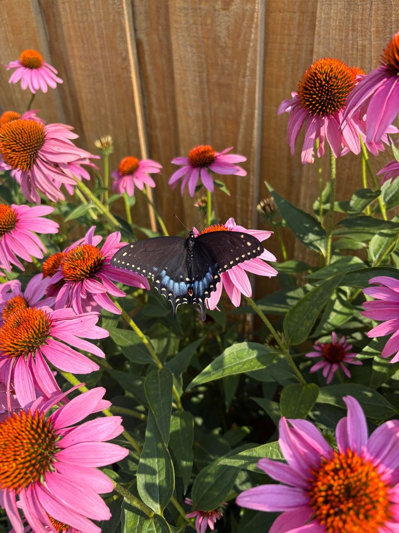 Coneflowers