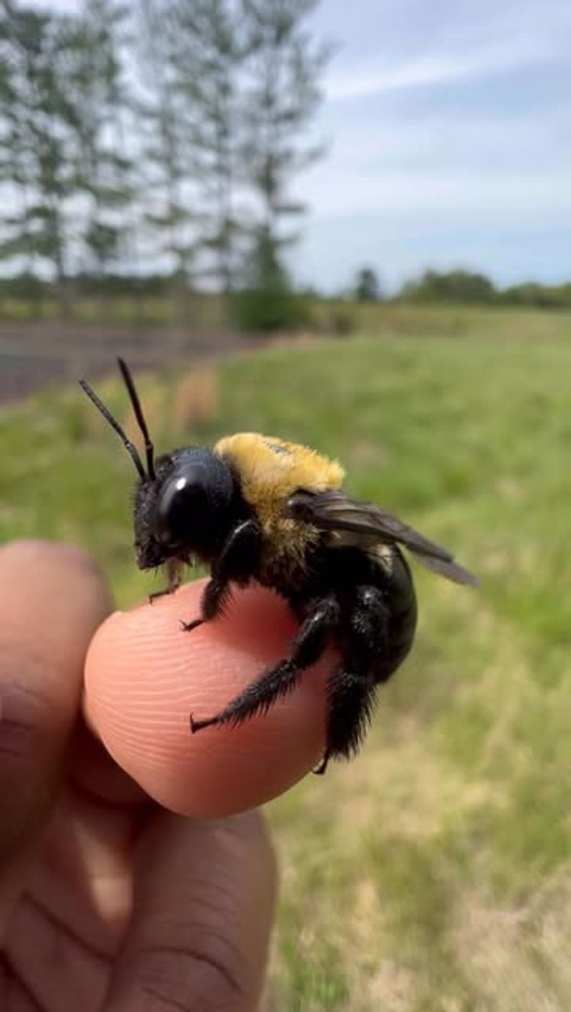 Confirm It Is A Carpenter Bee