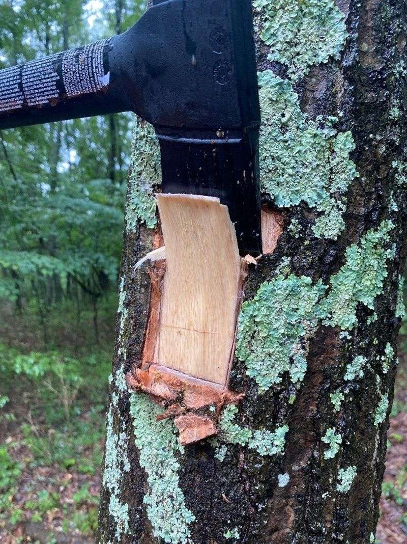 Confirm Oak Wilt Before Taking Major Steps Confirm Oak Wilt Before Taking Major Steps