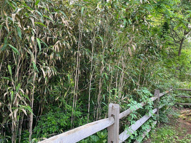 Confirm The Bamboo Is Crossing The Property Line