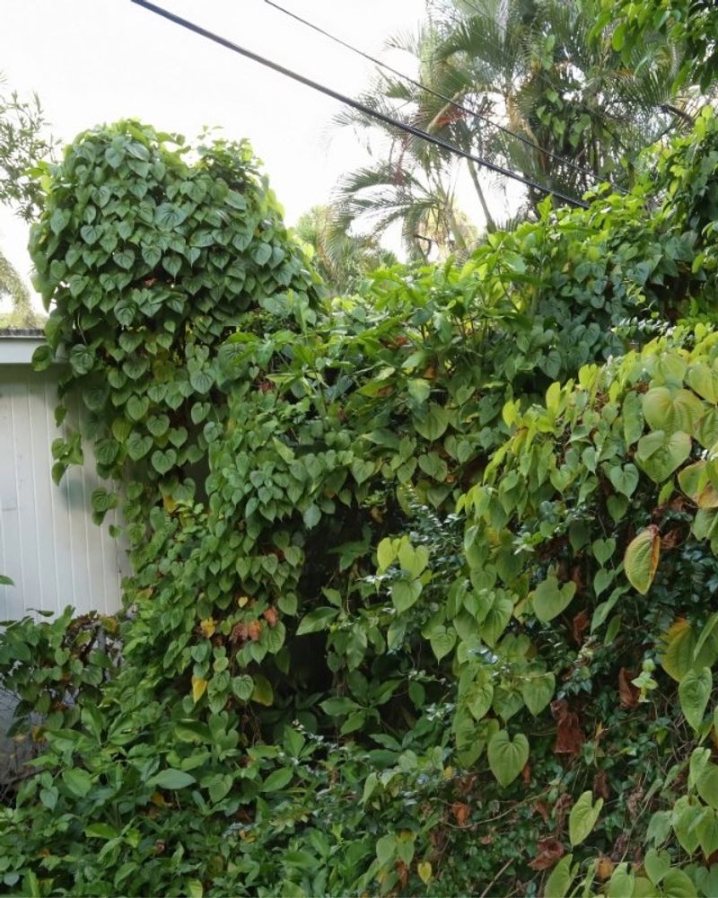 Confuse Air Potato With A Fast Native Vine