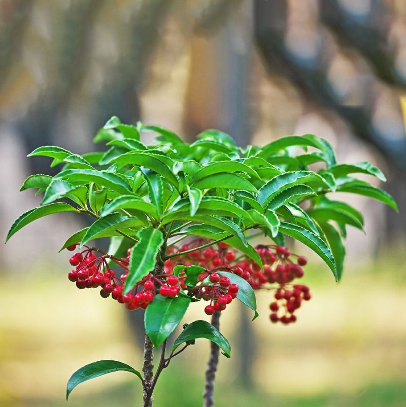 Confuse Coral Ardisia With Native Wild Coffee
