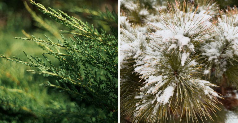 Connecticut Homeowners Are Replacing Arborvitae With These 7 Plants
