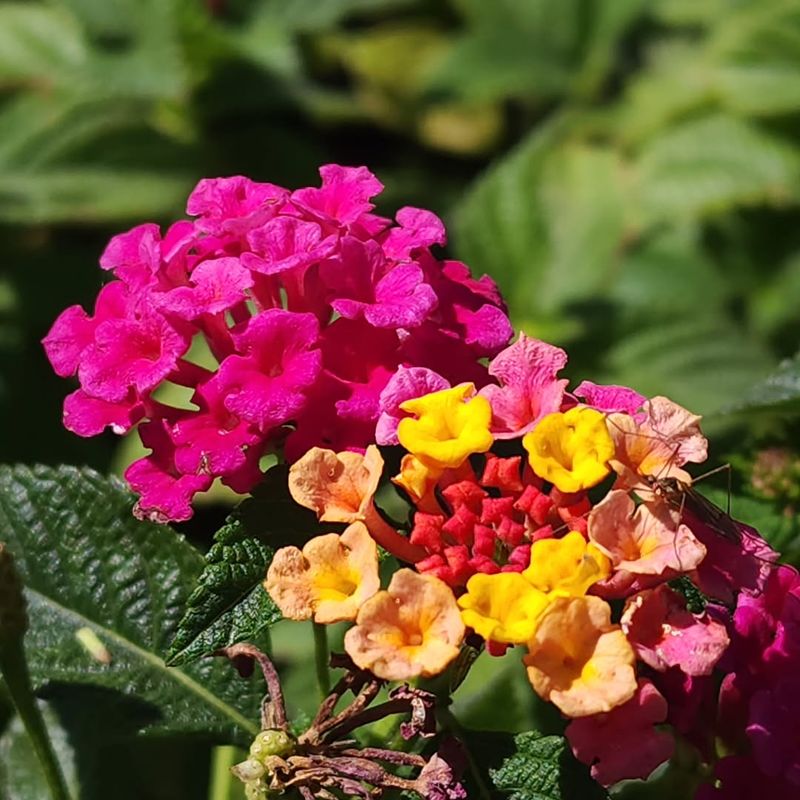 Consistent Care Supports Color All Season Long
