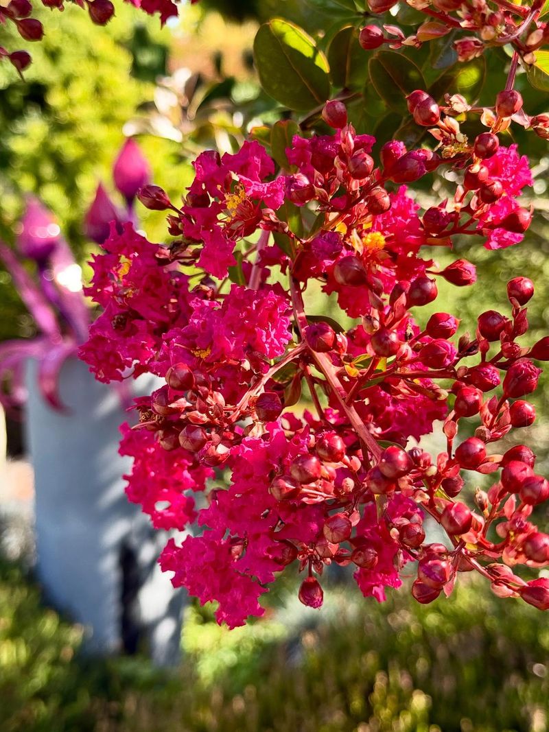 Consistent Moisture Helps Support New Flower Development