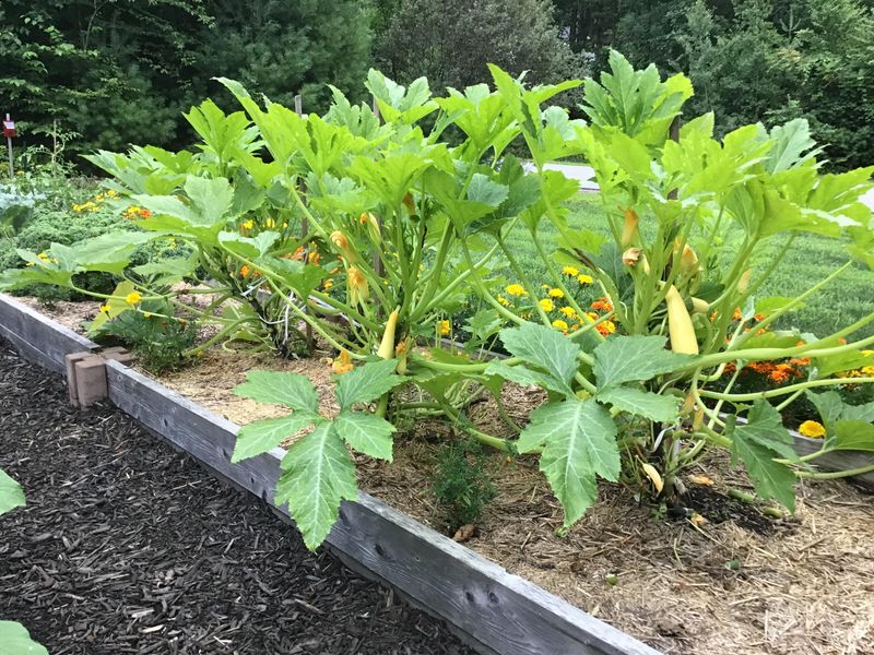 Consistent Morning Watering Keeps Stems Strong And Resilient