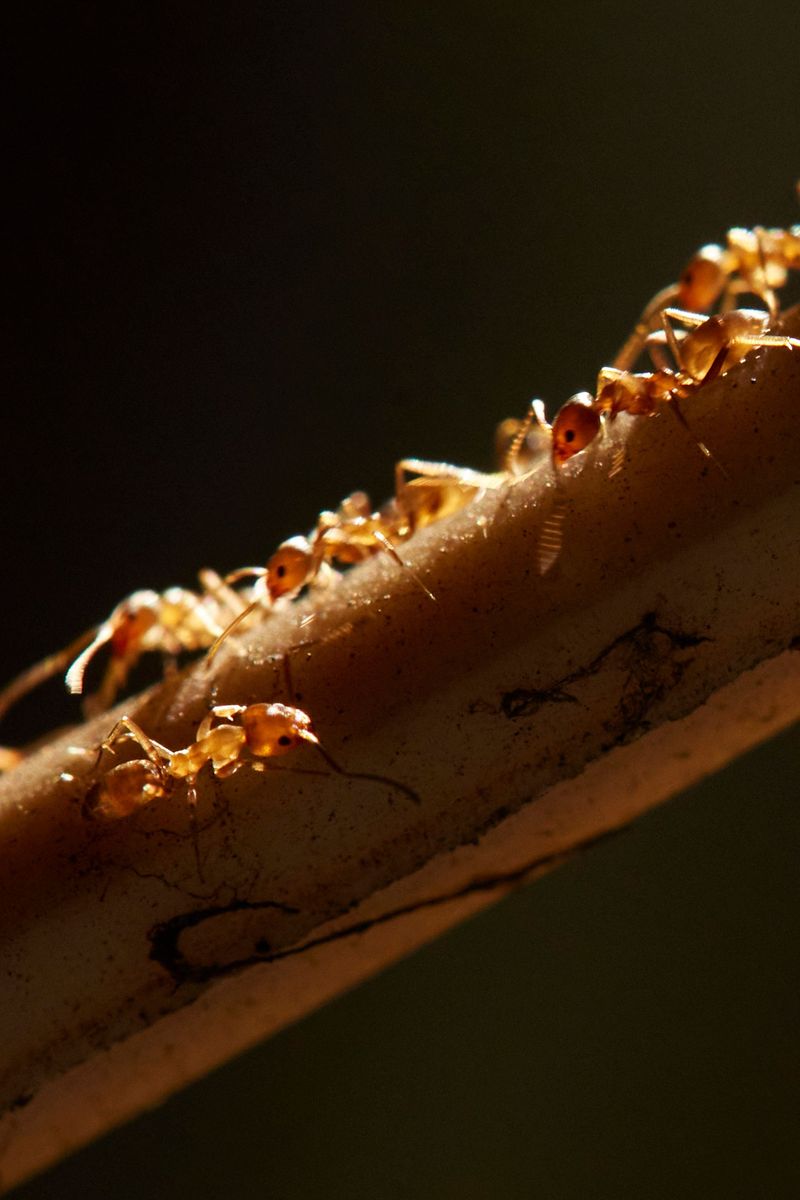 Construction Projects Disturb Soil And Scatter Queens