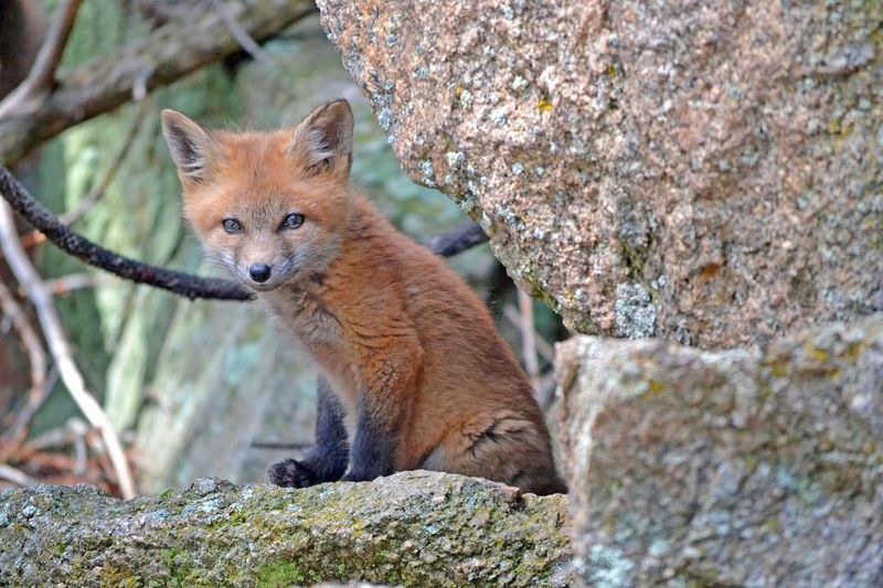 Contact A Licensed Wildlife Rehabilitator For Guidance