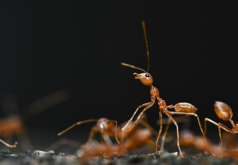 Contact Sprays Scatter Colonies Into Multiples