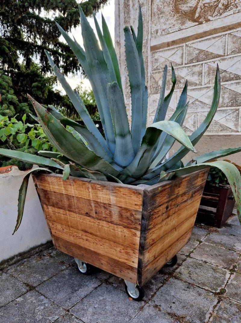 Container Agaves Staying Wet Too Long Container Agaves Staying Wet Too Long