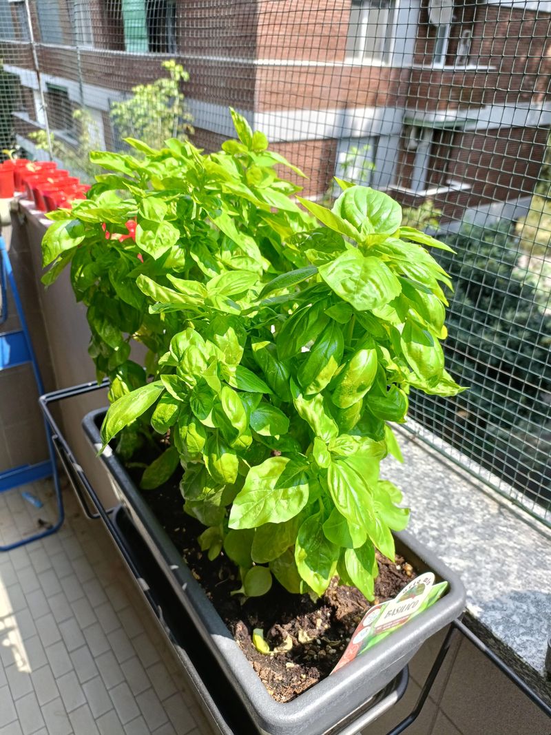 Container Basil Needs Closer Summer Attention
