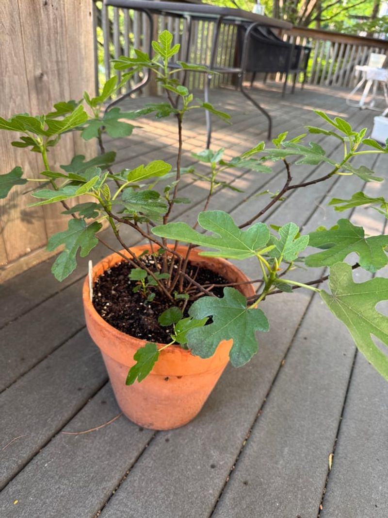 Container Fig Trees Need Closer Checks