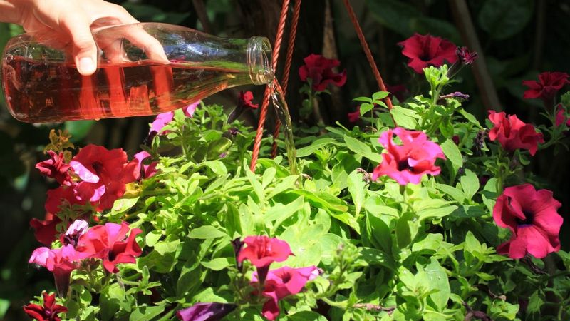 Container Flowers Need Summer Support Container Flowers Need Summer Support