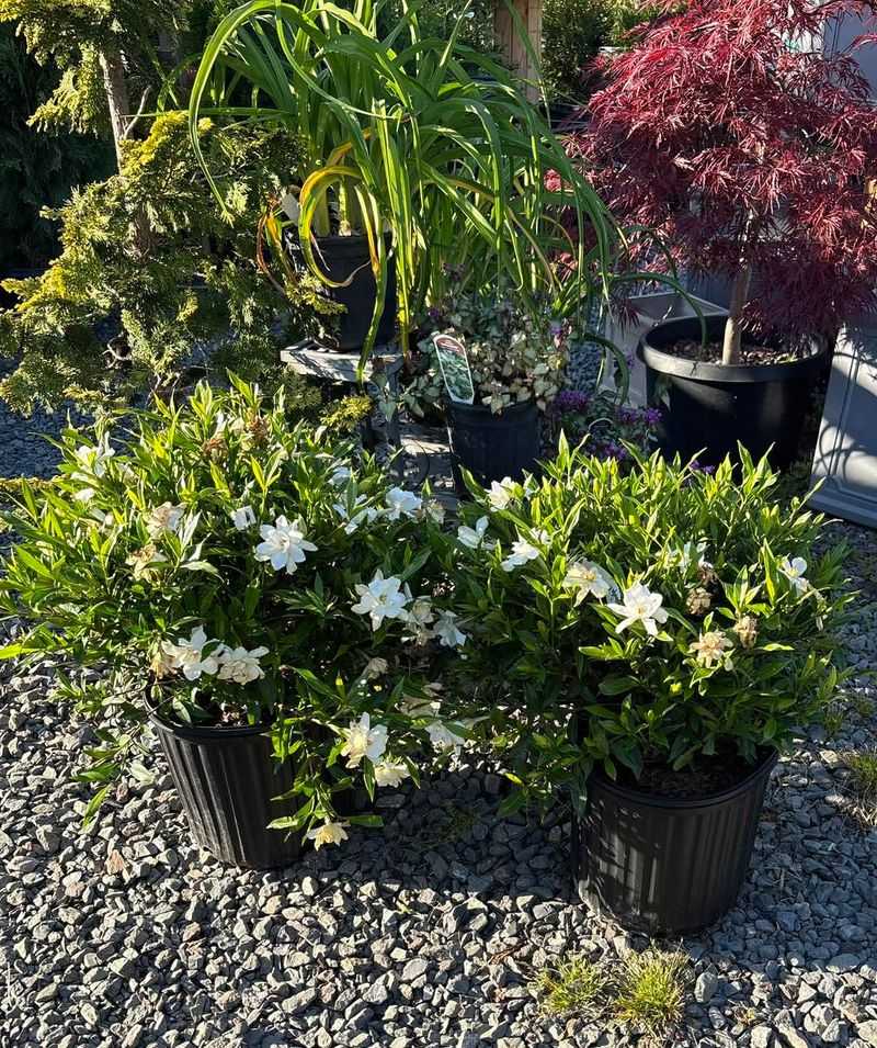 Container Gardenias Need A Different Strategy