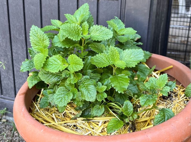 Container Growing Makes It Easy To Manage Container Growing Makes It Easy To Manage